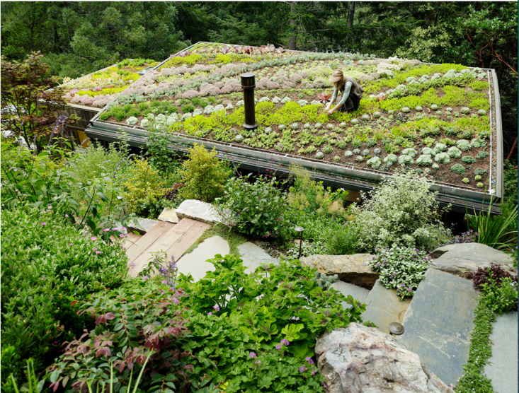 Green Roofs South Africa green roofs South Africa
