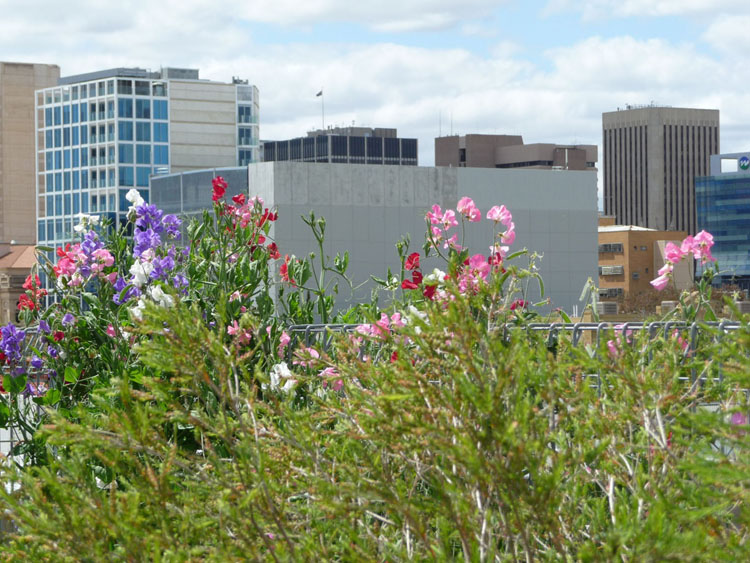 green roof native plants green roof native plants
