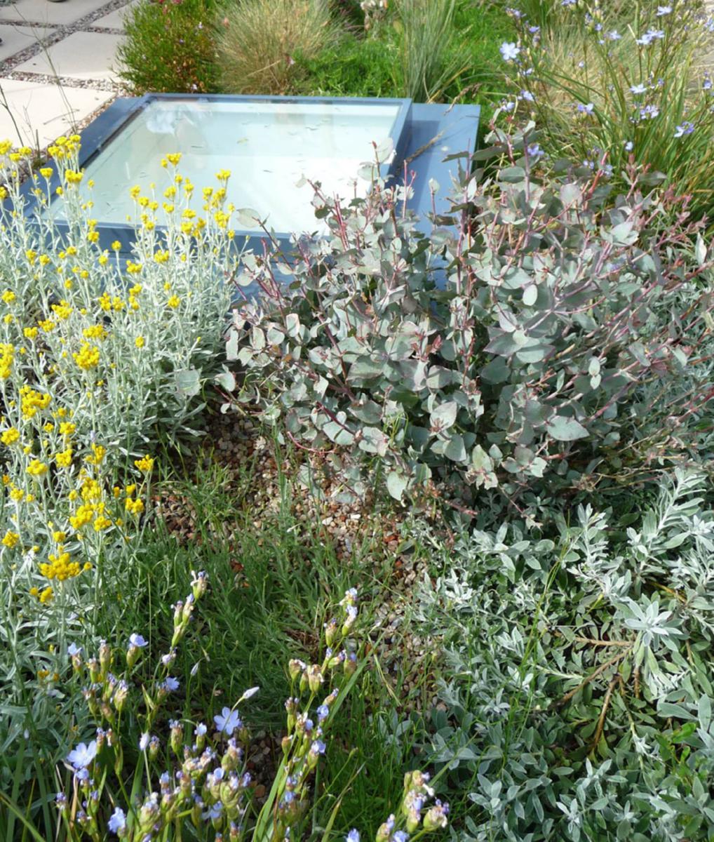 Green Roofs With Native Plants Green Roofs With Native Plants