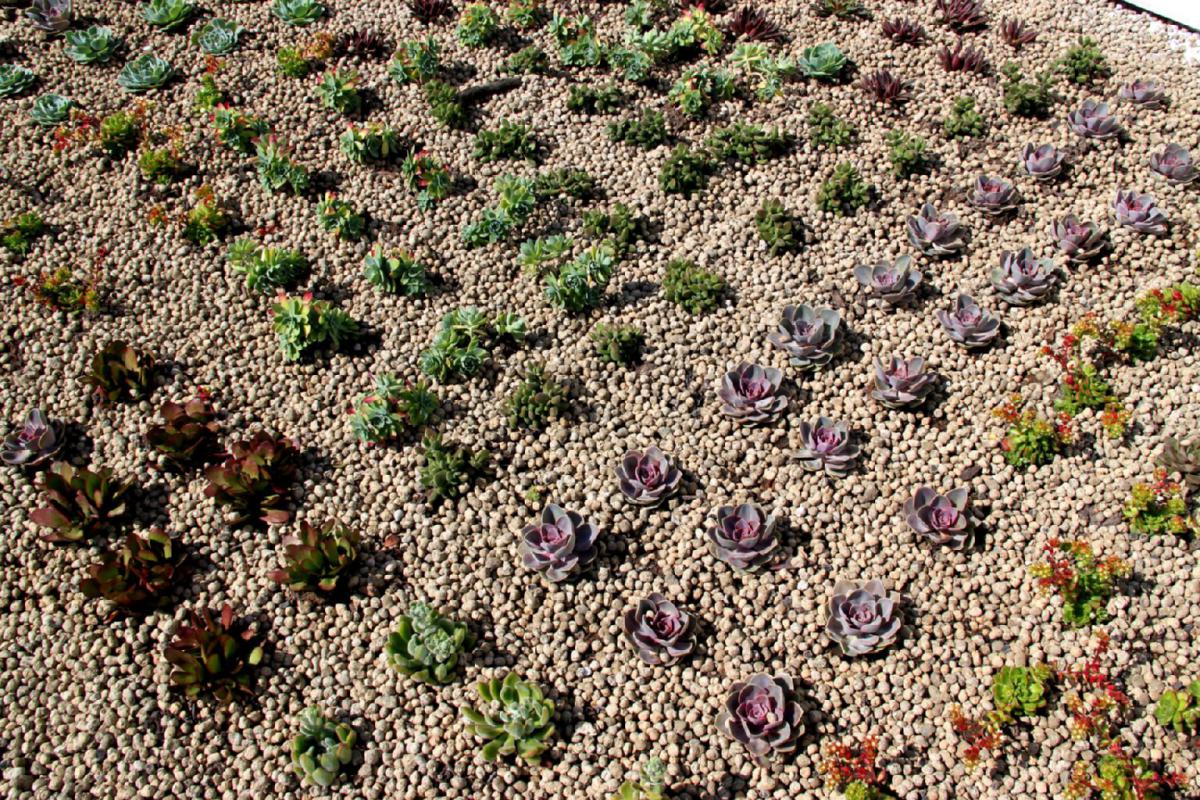 Succulent Green Roof succulent green roof