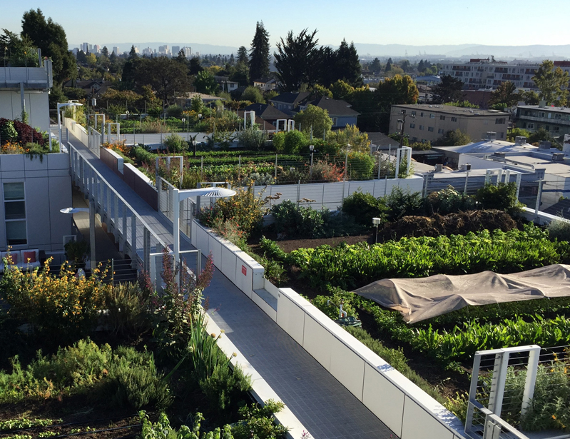 Vegetable Garden on Roof vegetable green roof