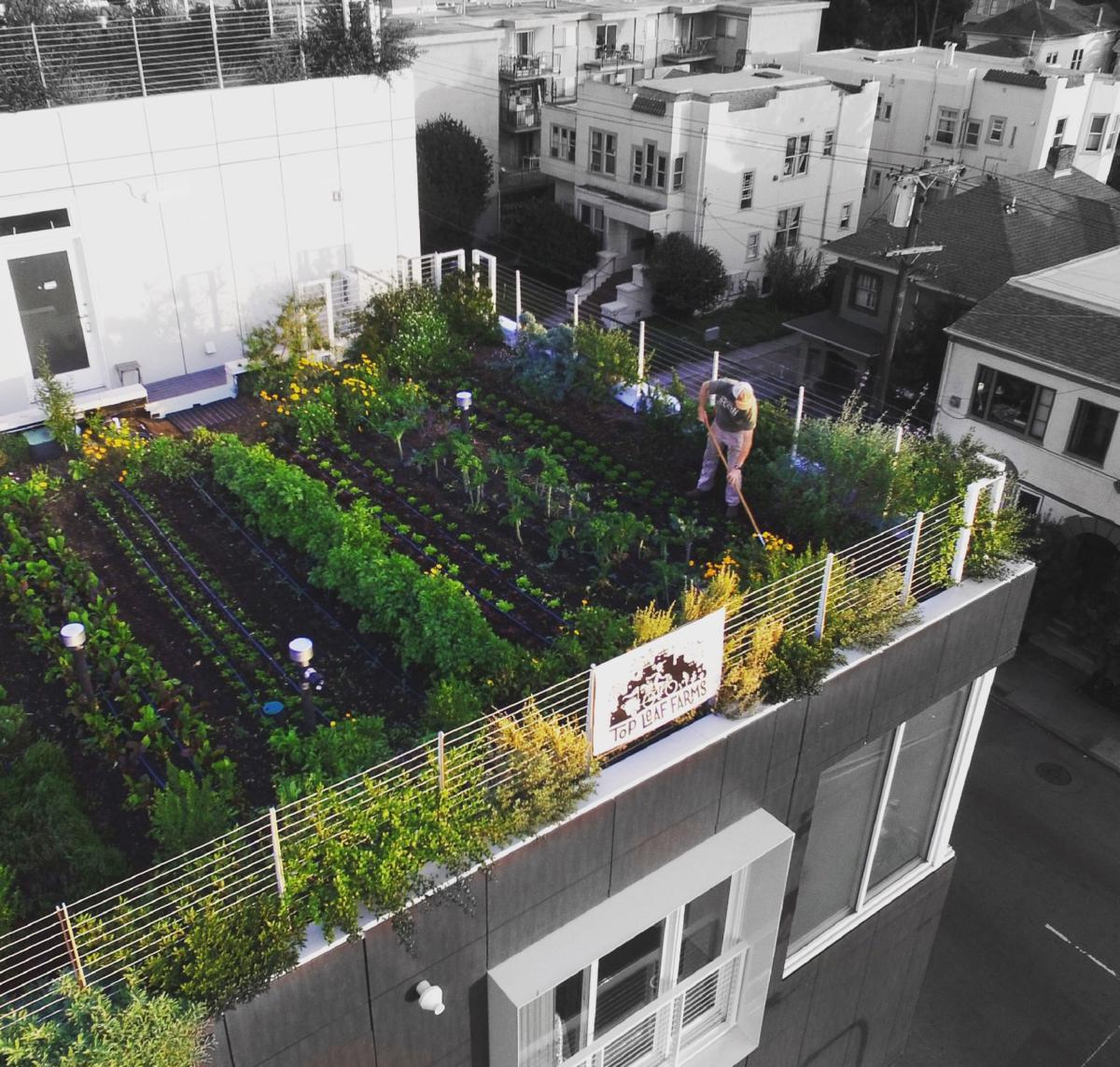 Vegetable Green Roof vegetable green roof